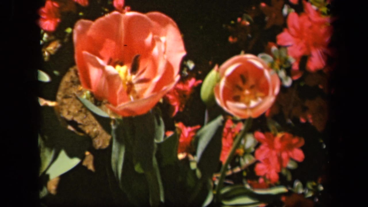 1943 Baltimore 8mm frame showing a pink tulip, nearby red blossoms, green foliage, and a dark garden backdrop.