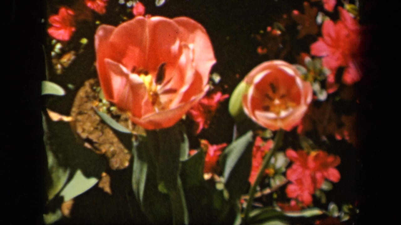 Pink tulip and red garden flowers seen in soft focus.
