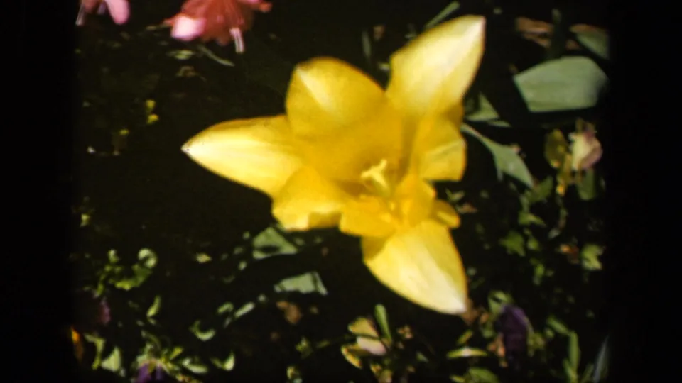 1943 Baltimore 8mm frame showing a bright yellow lily in soft focus with green leaves and darker garden foliage around it.
