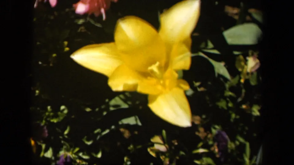 1943 Baltimore 8mm frame showing a yellow lily close-up, green leaves, dark shadowed plants, and saturated home-movie color.