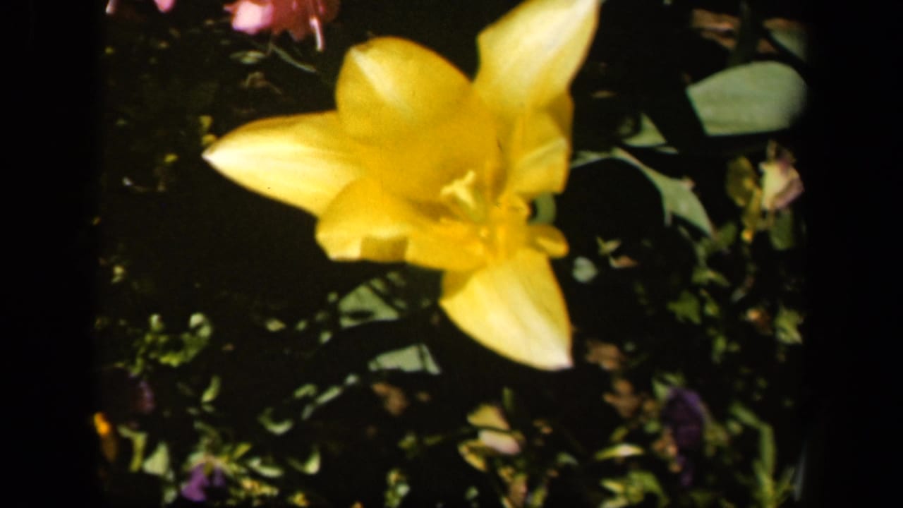 Close 1943 8mm home-movie view from Baltimore metadata showing a yellow lily against dark green garden foliage.