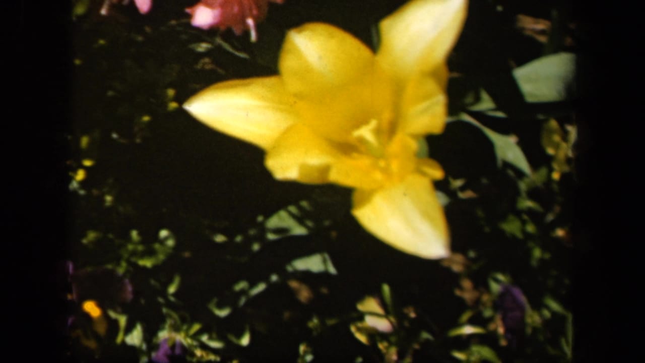 Yellow lily in sunlight with leafy garden background and pink blossoms above.