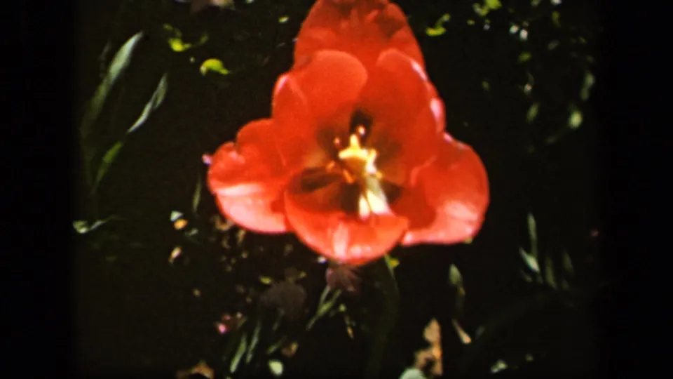 Close view of a red tulip-like flower in the supplied 1943 Baltimore 8mm home-movie garden footage.