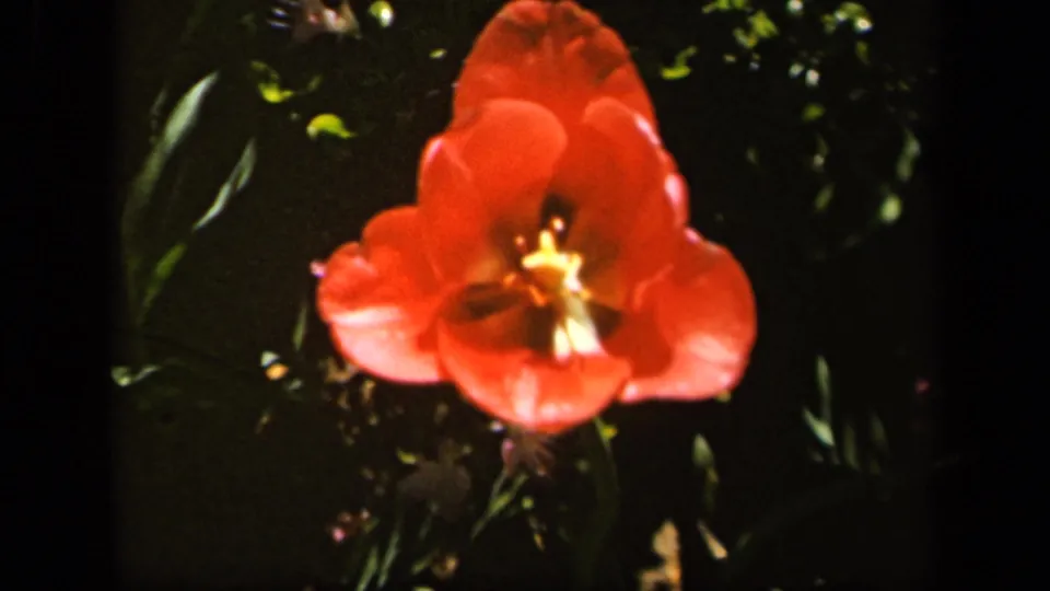 Red flower remains in close-up near the end of the 8mm clip, set against leafy garden shadows.