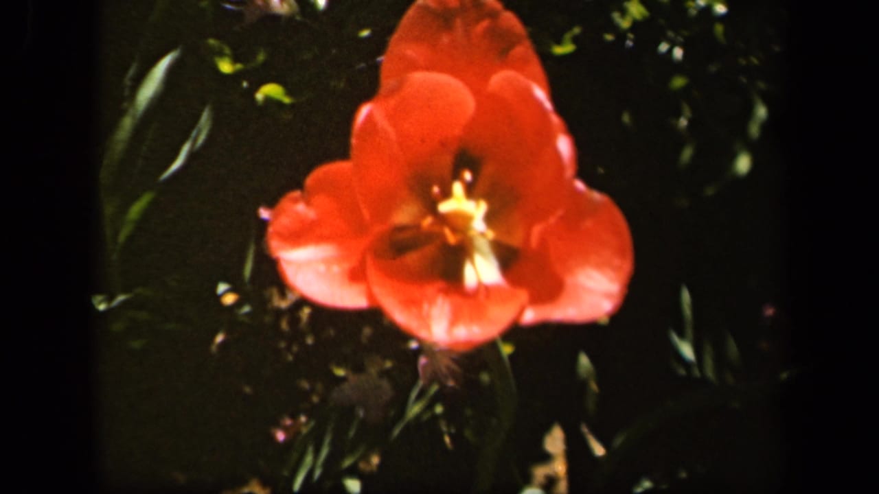 Red tulip in soft-focus 1943 Baltimore home-movie footage, framed close against shadowed green garden foliage.