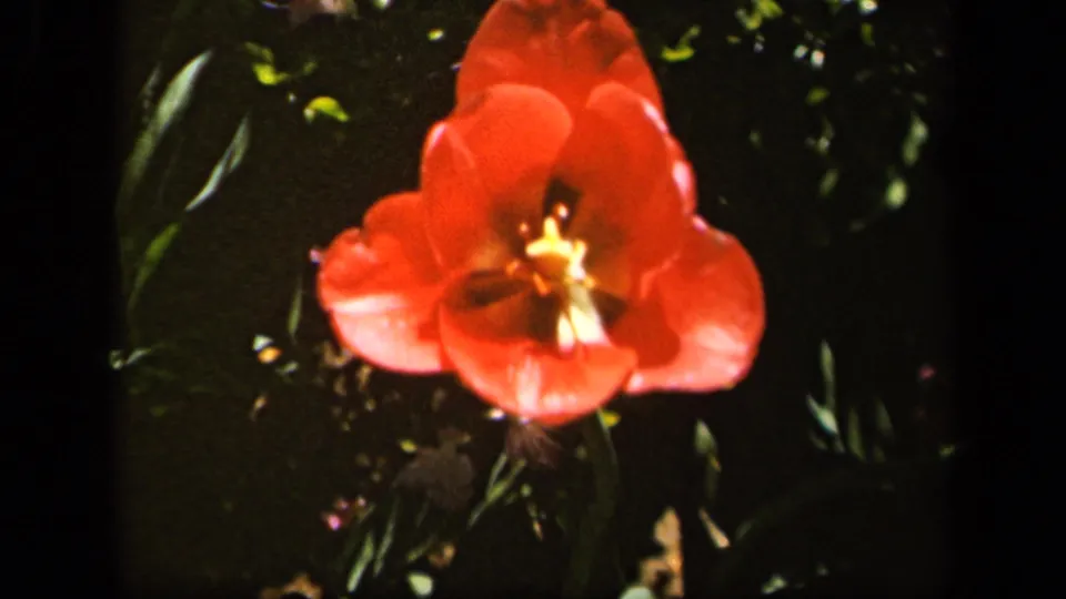 Close view of a red tulip and surrounding leaves in 1943 Baltimore 8mm garden footage, with saturated color and dark shadows.