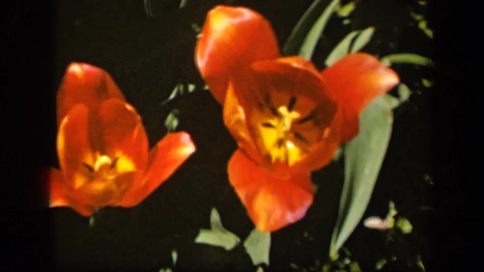 Two red-orange tulips appear in closeup in 1943 Baltimore home-movie footage, with leaves and stems partly lit by sunlight.