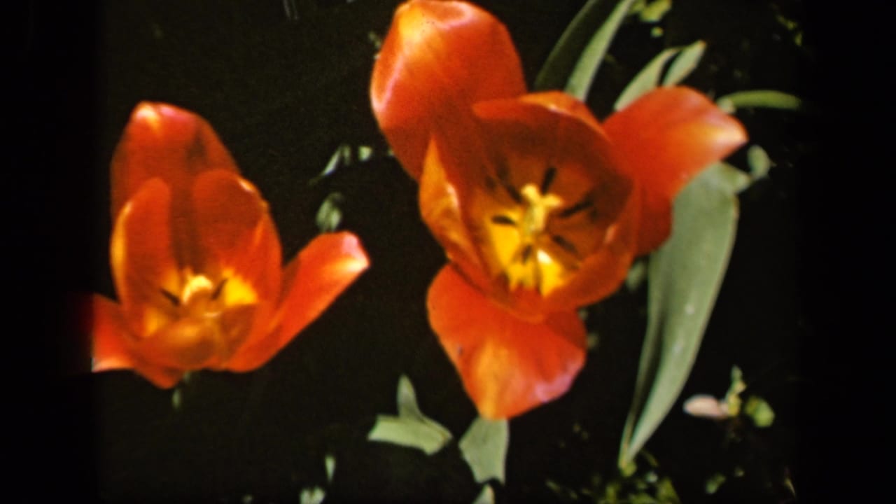 Two orange tulips with yellow centers against a dark garden background.
