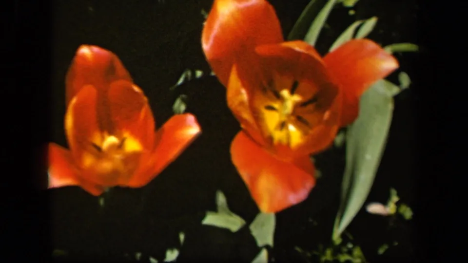 1943 Baltimore home-movie frame with a close view of orange tulips, yellow centers, and green foliage.