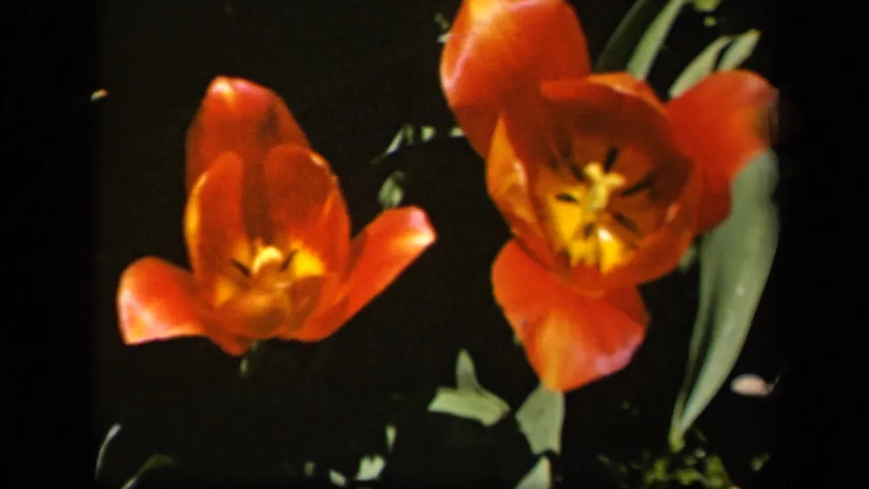1943 Baltimore 8mm frame holding on two orange tulips with yellow centers and surrounding green leaves.