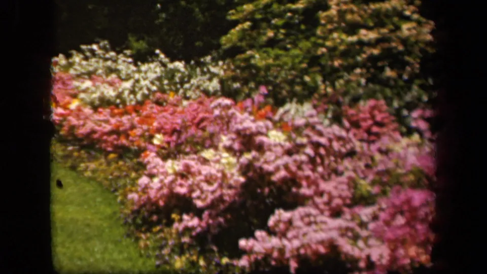 1943 Baltimore 8mm frame widening to a garden view with pink flowering shrubs, white blossoms, and lawn.