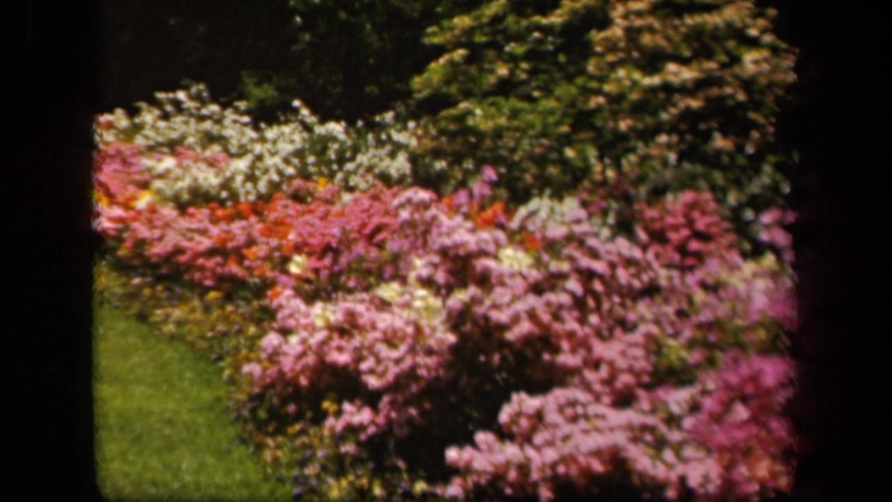 Colorful flower beds beside a green lawn, framed by dark 8mm film borders.