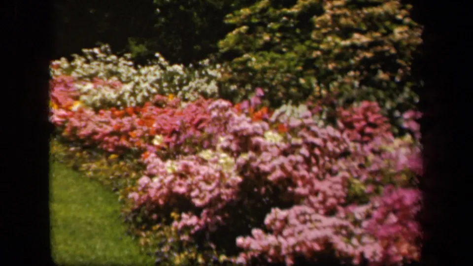 1943 Baltimore 8mm frame showing pink, red, white, and yellow flowers along a manicured green lawn with trees behind.