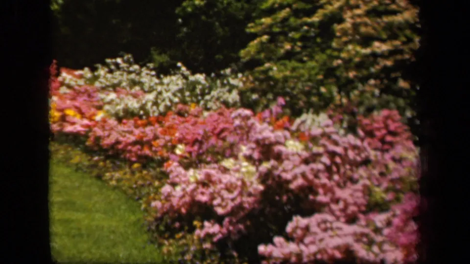 1943 Baltimore garden view with dense pink, white, red, and yellow blooms bordered by green lawn and shrubs.
