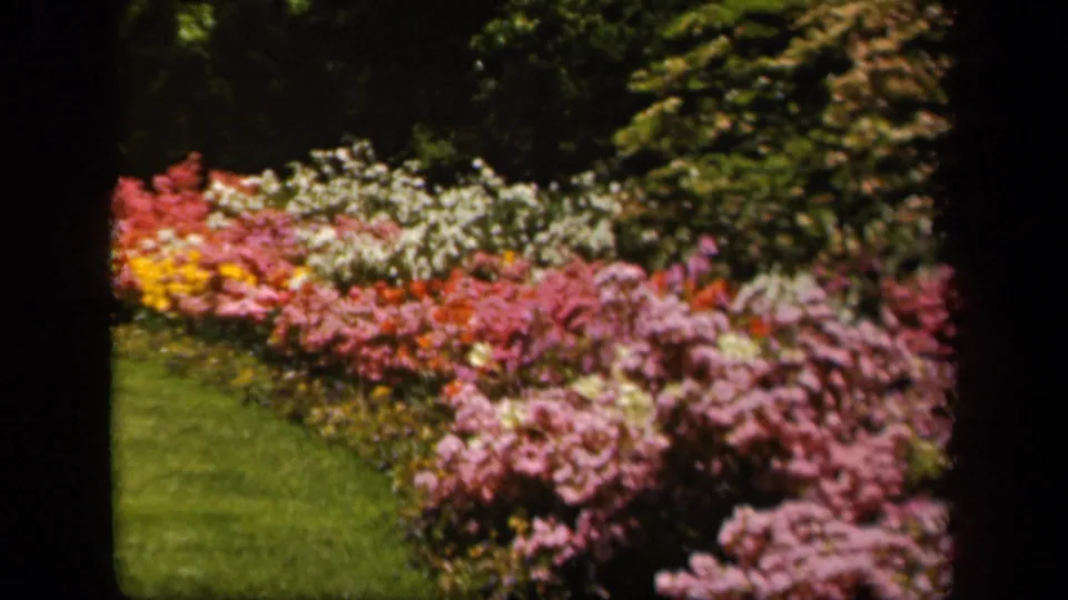 Soft color 8mm frame from 1943 Baltimore showing a curved garden bed of pink, red, yellow, and white flowers.