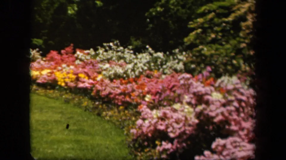 1943 Baltimore 8mm frame showing bright garden flowers, green lawn, shrubs, and dark gate edges from the film scan.