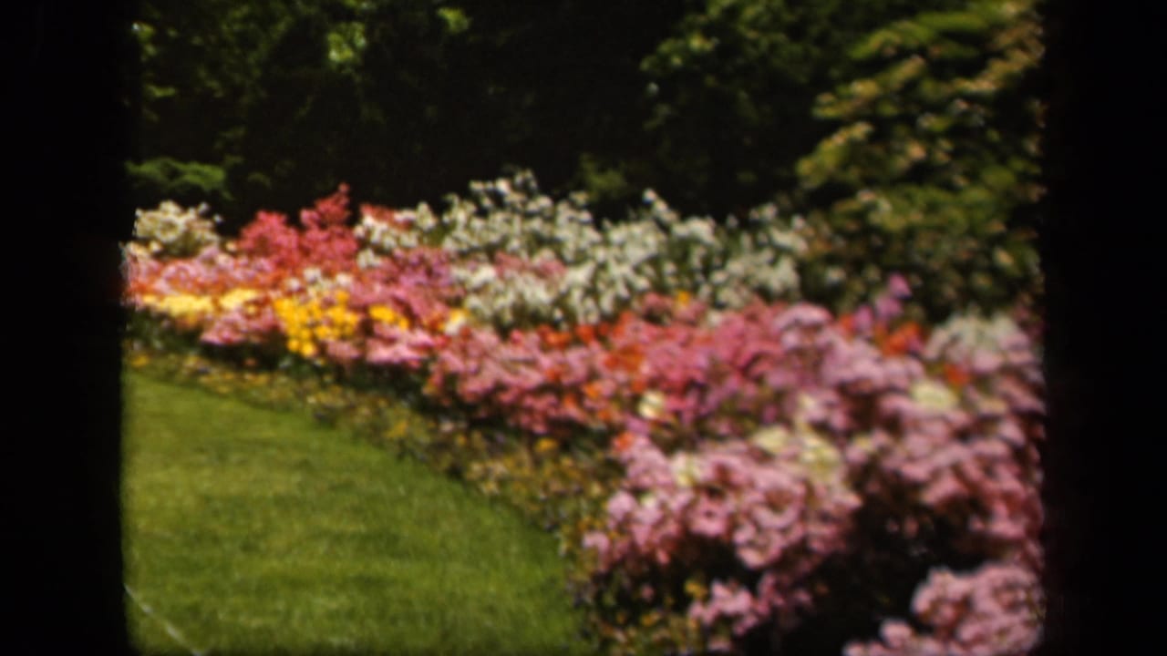 1943 Baltimore 8mm frame showing a curved green lawn beside a dense border of pink, yellow, and white garden flowers.