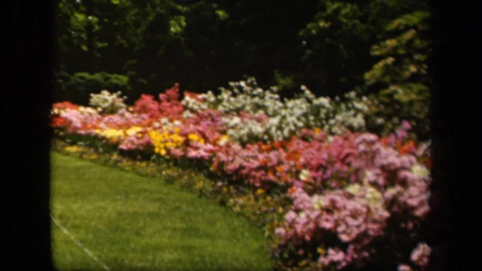 1943 Baltimore home-movie frame of a bright flower border running along a lawn, with pink and white blooms against dark foliage.