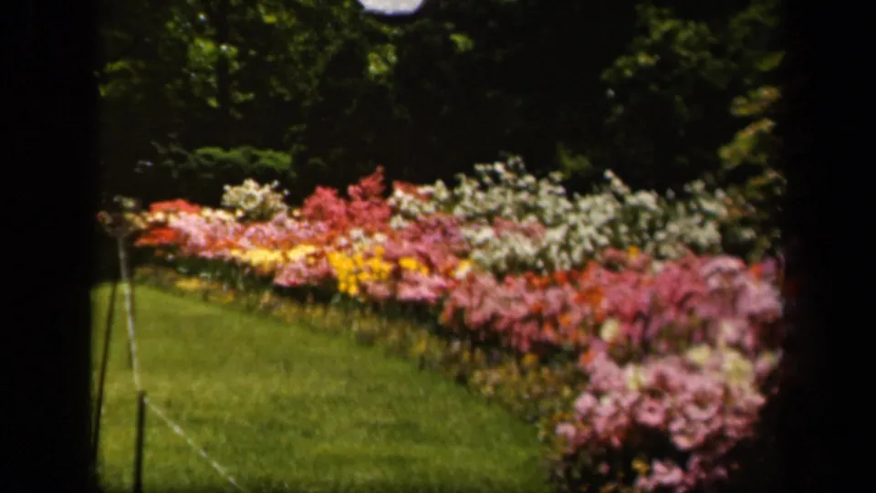 1943 Baltimore 8mm frame showing a lawn edged by a colorful flower bed, with rope edging and a thin garden stake visible.