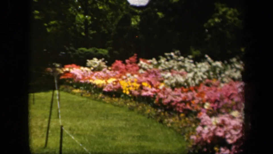 1943 Baltimore home-movie frame of a curved lawn and bright flower border, with rope edging and deep shade from trees in back.