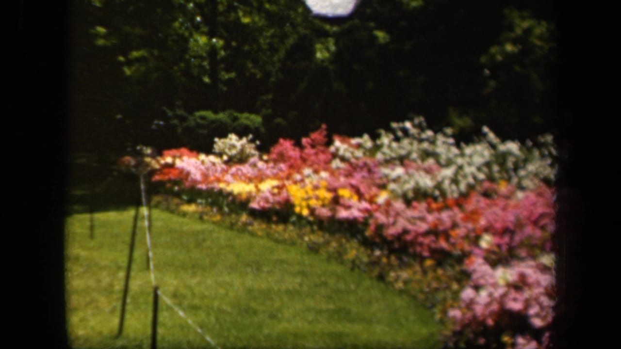 1943 Baltimore 8mm frame showing a bright garden bed of mixed flowers along a green lawn under trees.