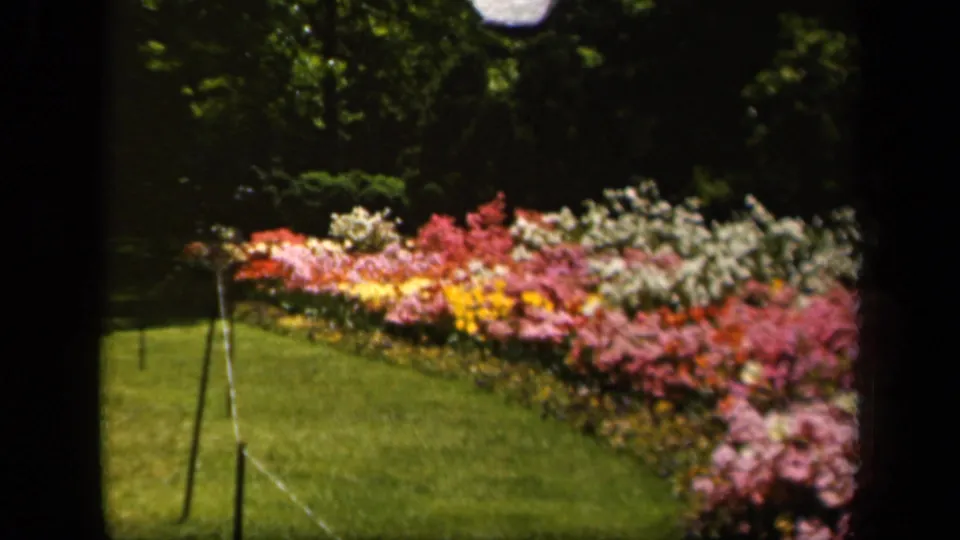 1943 Baltimore 8mm frame showing a bright garden bed of mixed flowers along a green lawn under trees.