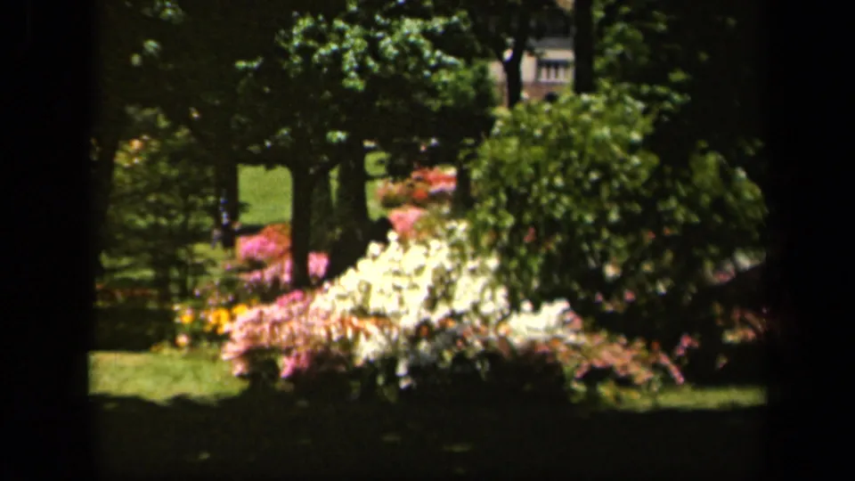 1943 Baltimore garden view with white and pink flowers, green shrubs, trees, and a shaded lawn beyond.