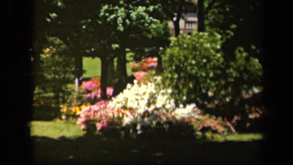 1943 Baltimore garden frame with a large shrub, white and pink flowerbeds, shaded trees, and green grass.