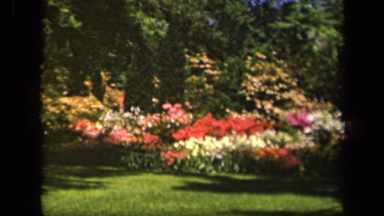 1943 Baltimore garden footage frame with red, white, and pink flowers, green grass, shrubs, and leafy trees in sunlight.