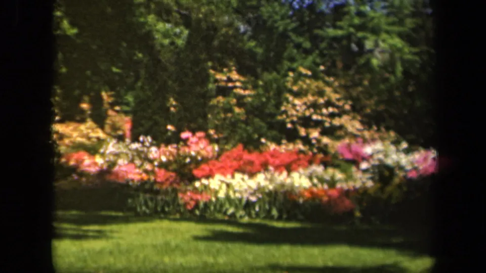1943 Baltimore home-movie still showing a colorful garden bed, grass foreground, shrubs, and dense tree foliage.