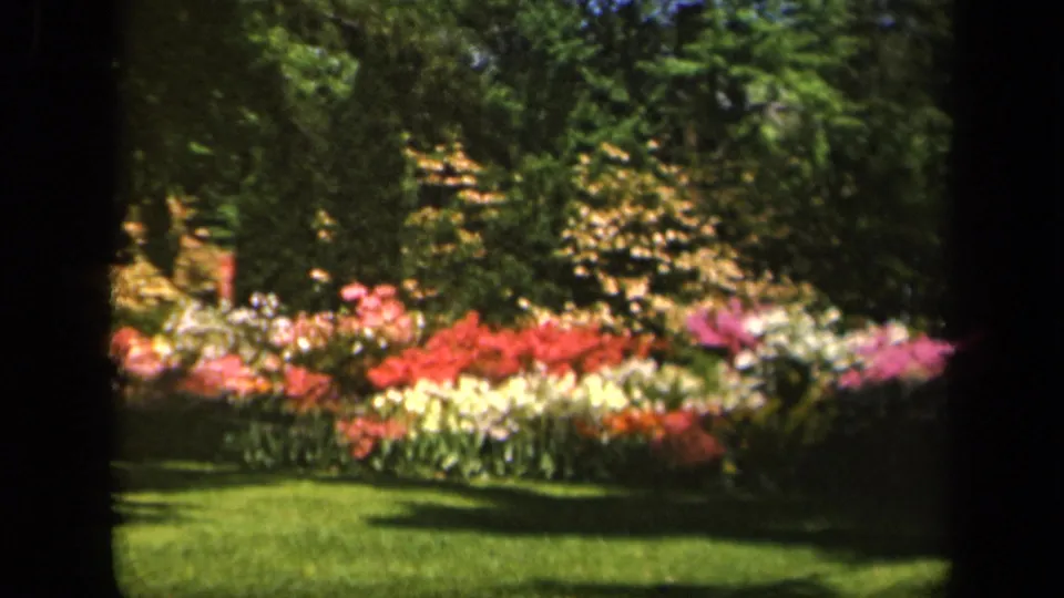 1943 Baltimore garden frame showing a sunlit flowerbed, green lawn, shrubs, and leafy trees with soft 8mm color.