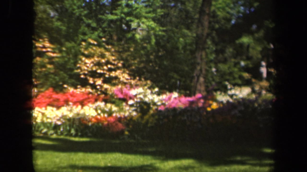 Sunlit flower beds and lawn bordered by shaded trees.