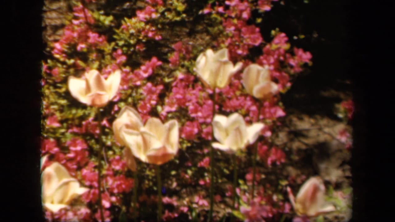 Pale tulips in front of dense pink blossoms.