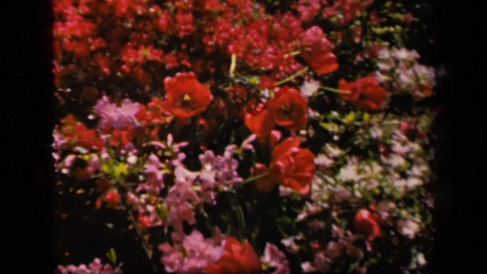 Soft 8mm frame of red and pink flowers clustered in a bright Baltimore garden bed from 1943 footage.