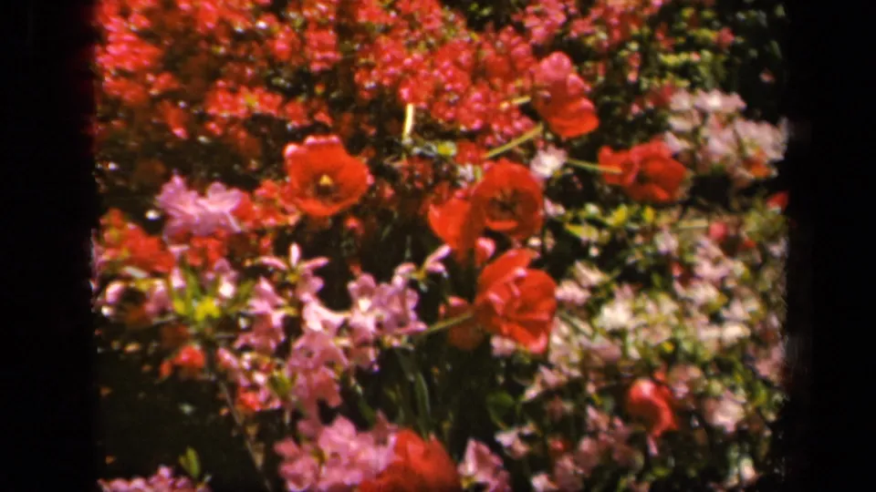 1943 Baltimore 8mm view of red flowers and pink blossoms in a soft-focus spring garden bed.