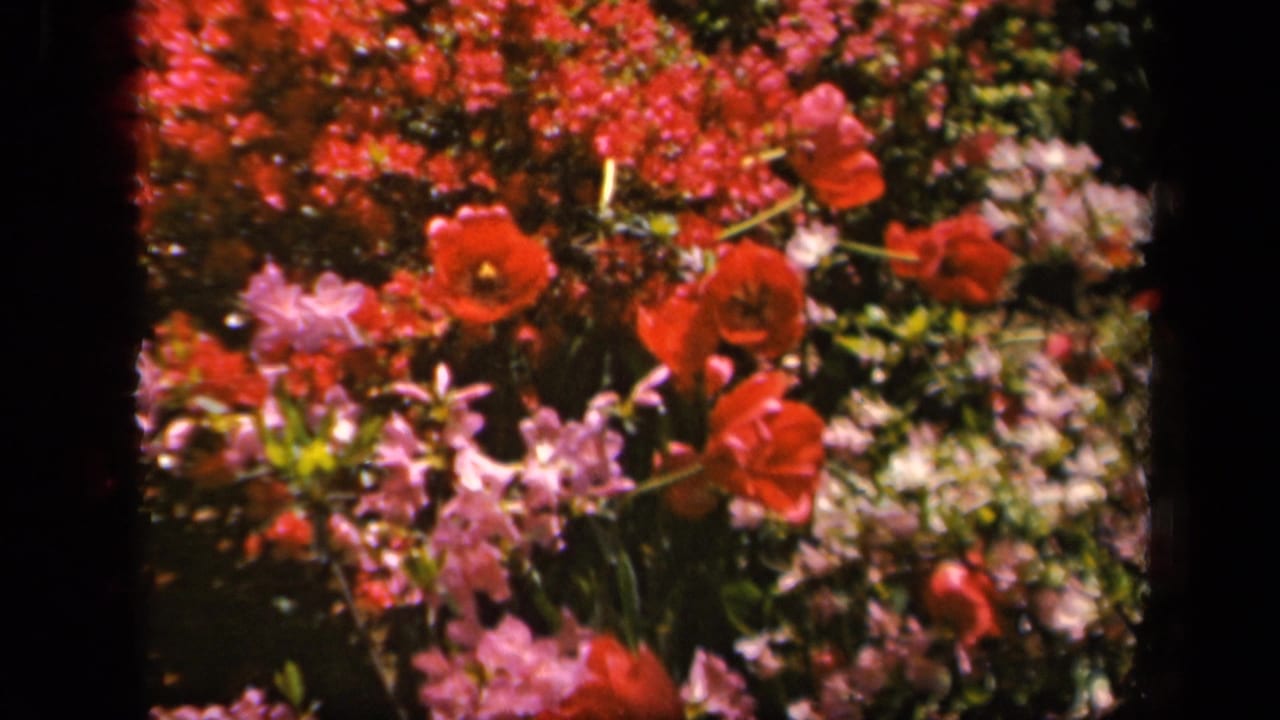 1943 8mm home-movie view of saturated red and pink garden flowers in Baltimore, framed by dark film-gate edges.