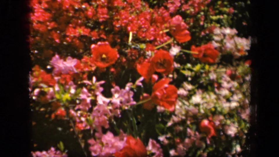Color 8mm frame from the Baltimore garden clip showing red blossoms, pink flowers, greenery, and soft archival film texture.