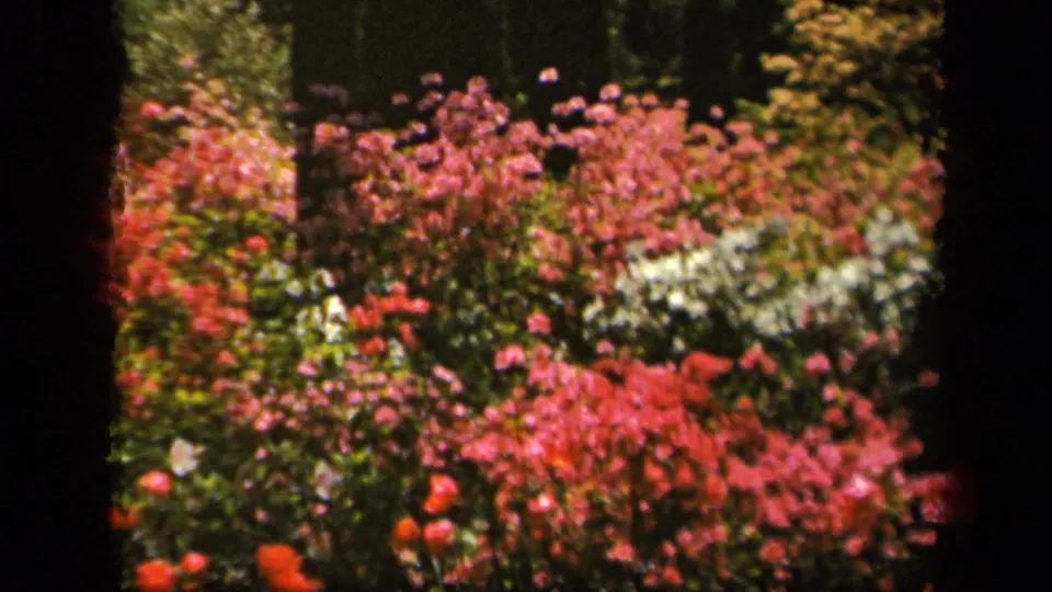 Wider 1943 8mm view of a Baltimore garden bed with layered pink shrubs, red flowers, white blooms, and green foliage.