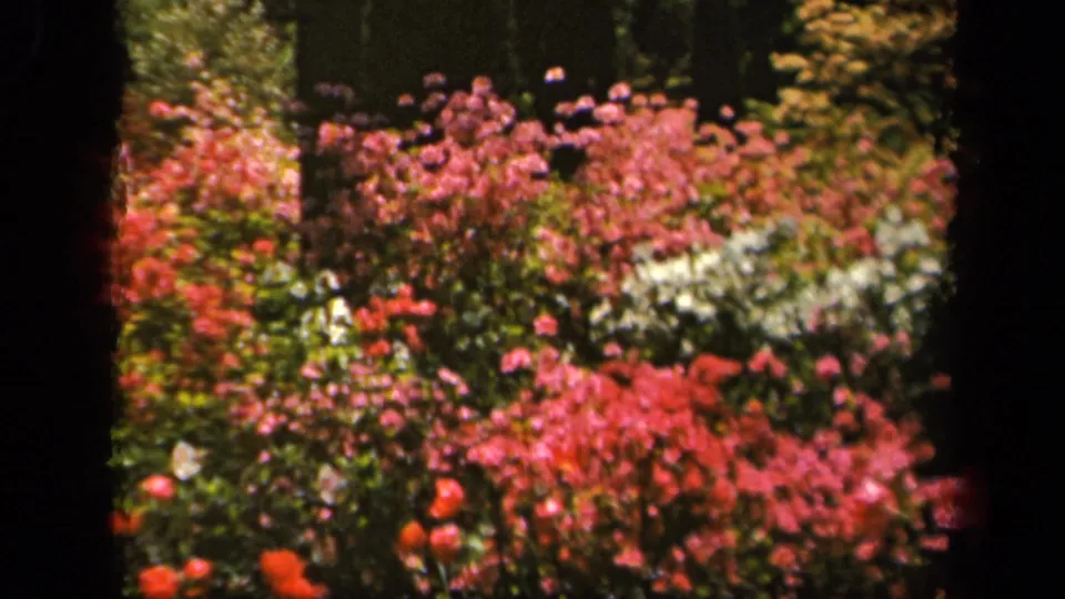 Final 8mm frame from the 1943 Baltimore garden clip, showing dense pink and red flowering plants with white blooms and dark film edges.