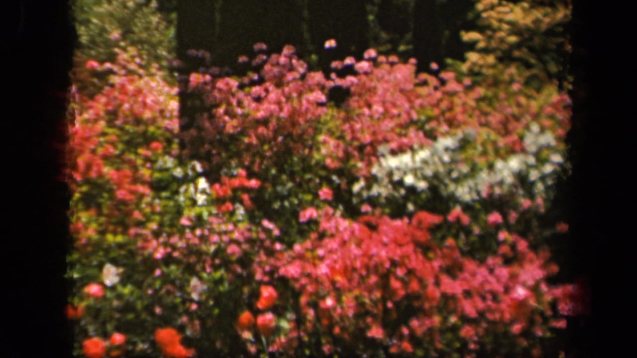 1943 Baltimore home-movie frame showing dense red and pink blooms, white blossoms, trees, and a shaded green lawn.