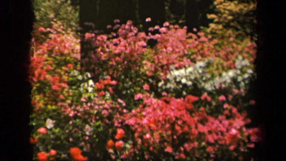 1943 Baltimore home-movie frame showing dense red and pink blooms, white blossoms, trees, and a shaded green lawn.