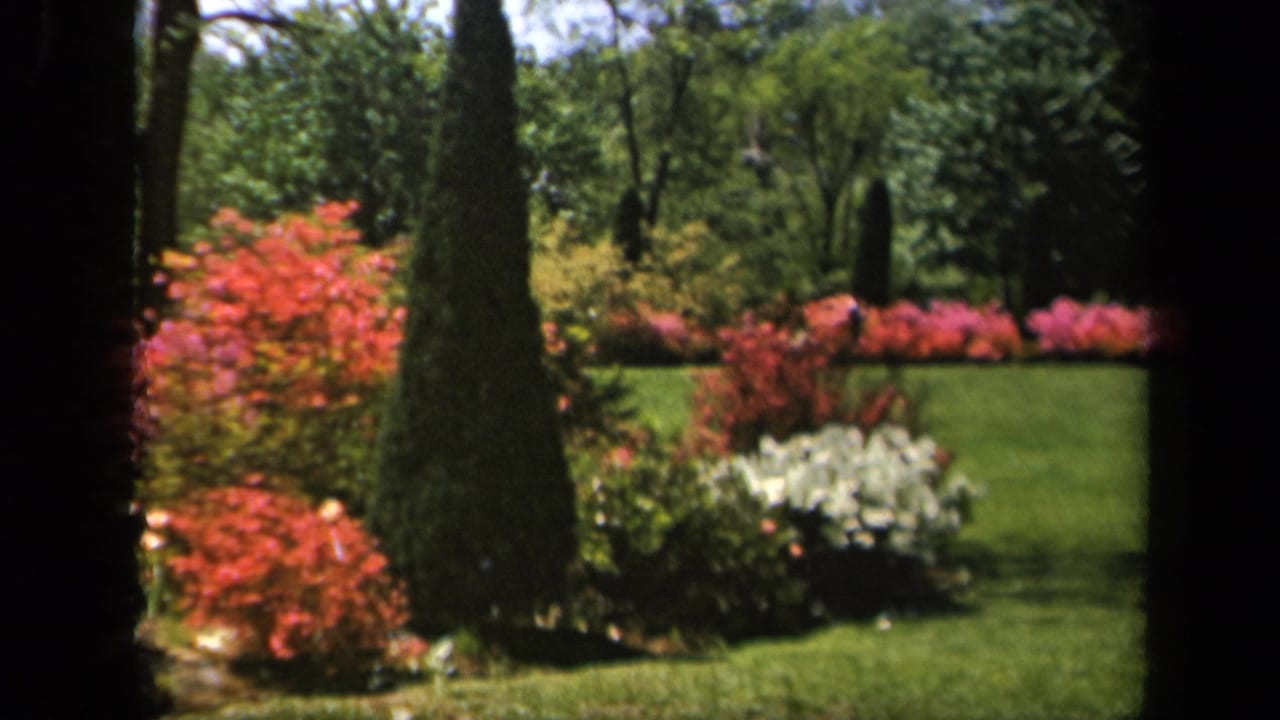 Green lawn bordered by flowering shrubs and tall evergreen shapes.