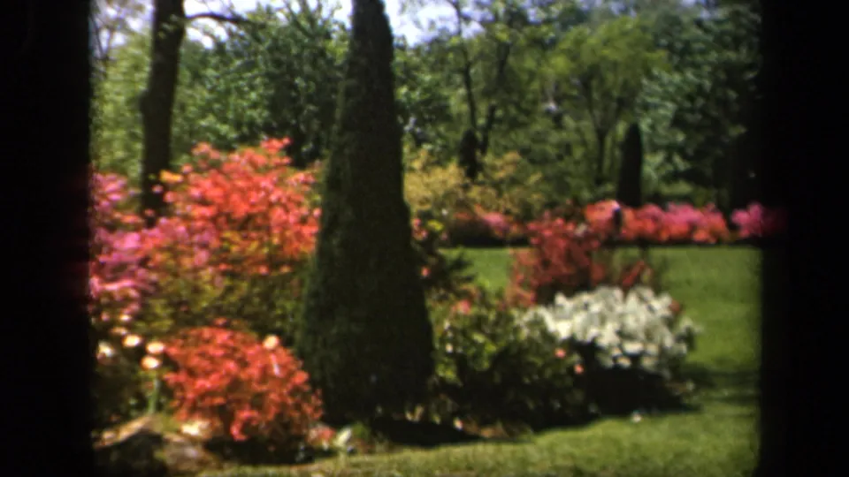 1943 Baltimore home-movie frame centered on a tall evergreen, with red blooms, white flowers, lawn, and trees behind it.