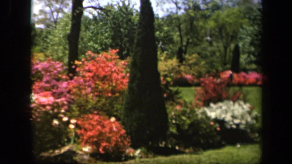 1943 Baltimore garden frame showing red and pink shrubs, white blossoms, conical evergreens, and a green lawn in soft 8mm color.