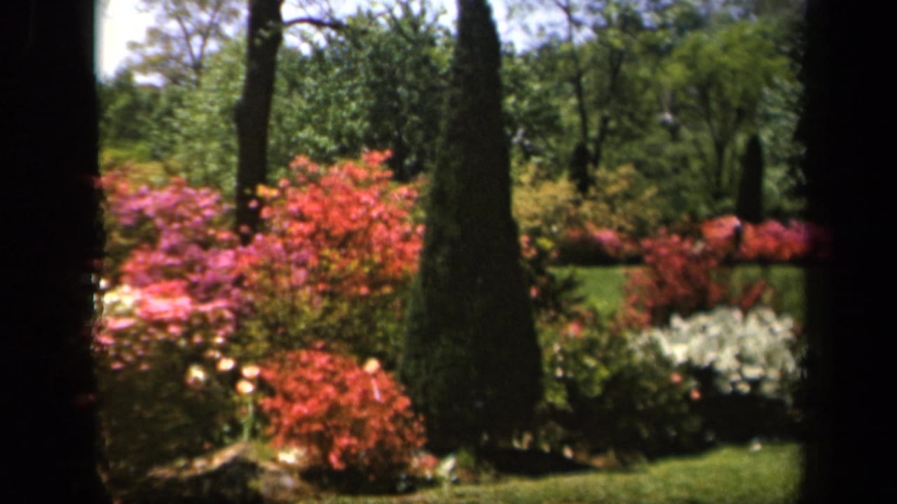 1943 Baltimore 8mm frame showing a manicured garden with flowering shrubs, green lawn, and dark conical evergreens in bright sunlight.