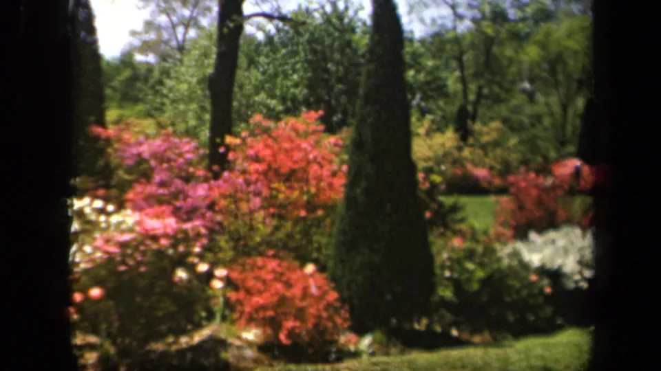 1943 Baltimore garden view with bright shrubs, white blossoms, lawn, and tall evergreens partly framed by a dark foreground obstruction.