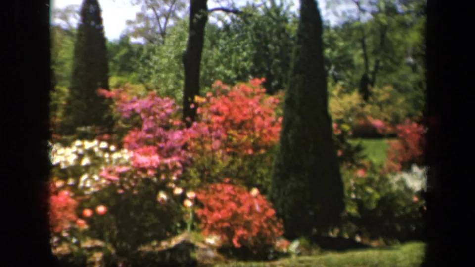 1943 Baltimore home-movie frame of a lush garden with red and pink flowering shrubs, white blossoms, green lawn, and tall evergreens.