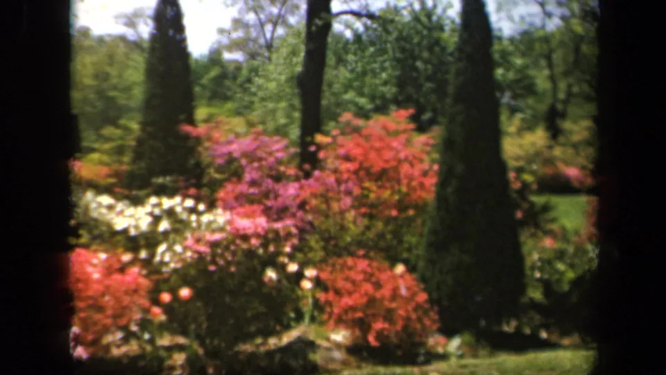 1943 Baltimore 8mm still showing a well-kept garden with vivid shrubs, white blossoms, lawn, and dark evergreen forms.