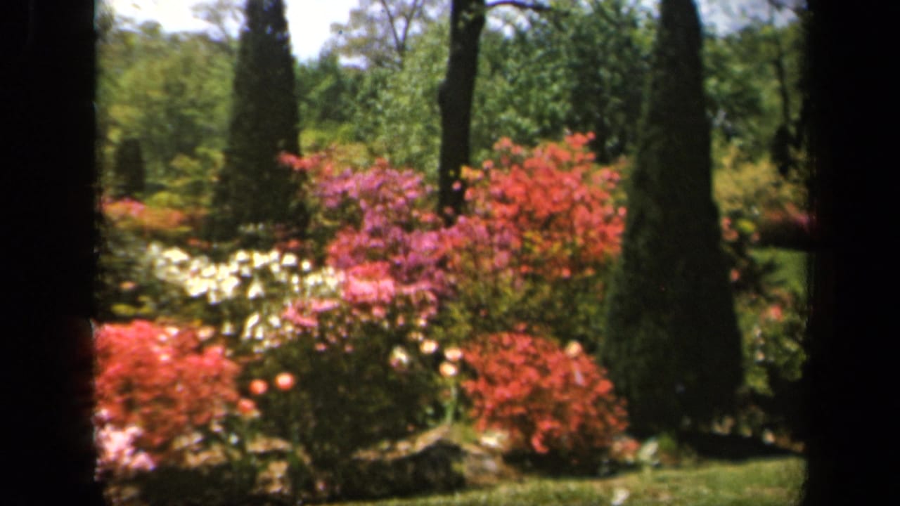 Colorful flowering shrubs framed by tall dark evergreens in a sunlit garden.