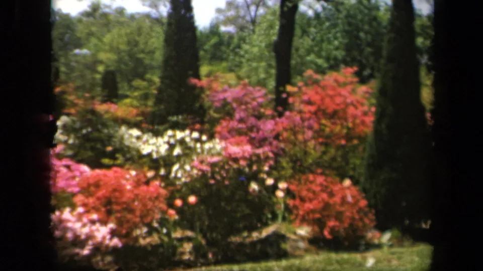 Baltimore garden footage from 1943 showing layered red, pink, and white blooms beneath tall evergreen trees.
